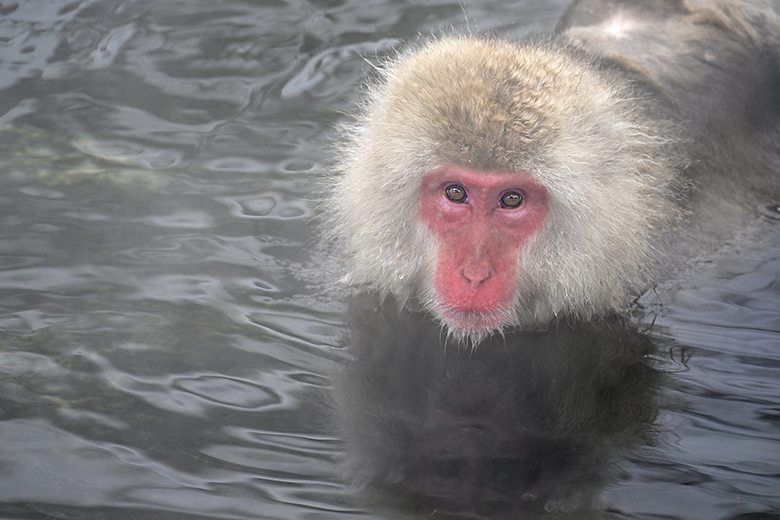 Singe macaque de Jigokudani dans la vapeur d'eau